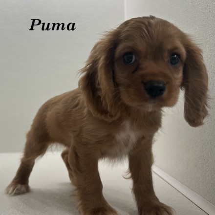 puppy, for, sale, Cockaliers, Joe & Cherri  Overlease, dog, breeder, Miller, MO, dog-breeder, puppy-for-sale, forsale, nearby, find, puppyfind, locator, puppylocator, aca